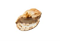3"- 3.5" Harp Shell