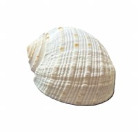 2"- 2.5" Tonna Tessalata Shell