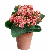 8" Faux Pink Kalanchoe in a Terracotta Pot