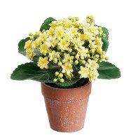 8" Faux Yellow Kalanchoe in a Terracotta Pot