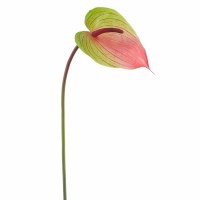 24" Faux Green and Pink Anthurium