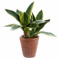 11" Faux Green and Cream Sansevieria in a Terracotta Pot