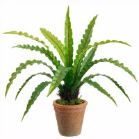 21" Faux Green Birdnest Fern in a Terracotta Pot