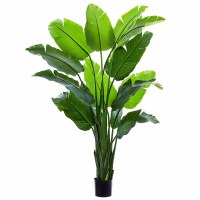 7' Faux Green Bird of Paradise in a Black Pot