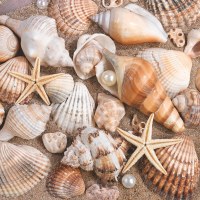 6.5" Sq Seashells Lunch Napkins