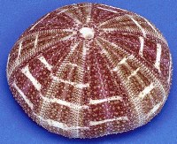 2.75 - 3.5" Alfonso Sea Urchin