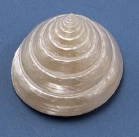 2" - 3" Pearlescent Trochus Shell
