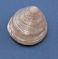 1 - 2" Pearlescent Trochus Shell
