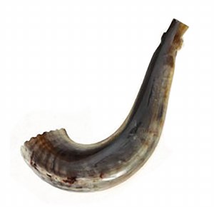 Moroccan Rams Horn Shofar Large Size 13"