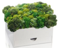 Lucite Bencher Holder Faux Green Flowers Vase Box Includes Set Of 6 Lucite Birchas Hamazon Cards White Ashkenaz