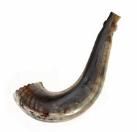 Moroccan Rams Horn Shofar Large Size 13"