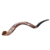 Original Genuine Israeli Yemenite Shofar Large 31.1" - 34.6"