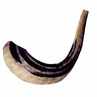 Ashkenazi Shofar Size #1 Approximate Size 9.5" - 11.5"