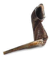 Ashkenazi Shofar with Hechsher from HaRav Shlomo Machpud 17.75" - 19.7"