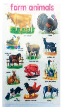 Poster - Farm Animals