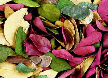 Dried Coloured Leaves