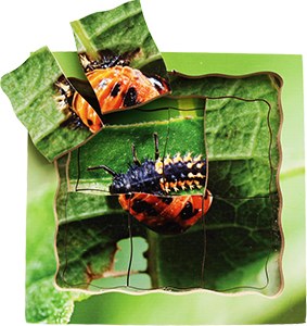 Life Cycle Of Ladybird Puzzle