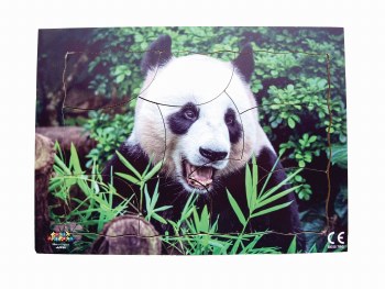 Endangered Animal Panda