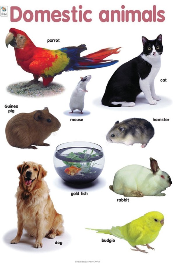 What are the most popular pets. Domestic animals.