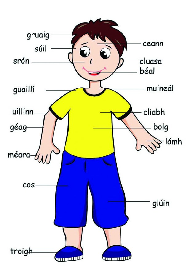 Body Poster Boy (Irish) Evans Educational Ltd.