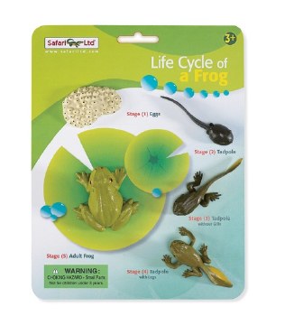 Life Cycle of Frog