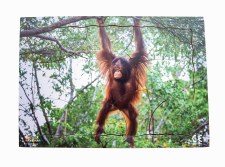 Endangered Animal Orangutan