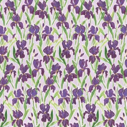 Mardi Gras Irises