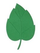 BEECH LEAF GREEN FOAM 6PK