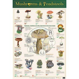 MUSHROOMS AND TOADSTOOLS WALL