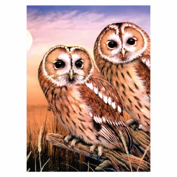 Paint By Number Tawny Owls
