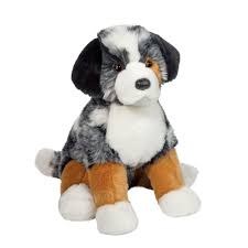 Douglas Aspen Australian Shepherd 2430