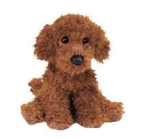 Douglas Ginger Mini Poodle 1923
