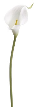 Calla Lily Mini Spray, 15&quot;- White
