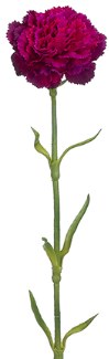 Carnation Spray, 21.5&quot;- Fuchsia