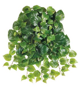 Puff Philodendron Hanging Bush, 21&quot;