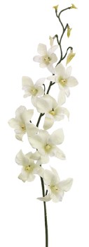 Dendrobium Orchid Spray, 30&quot;- Cream