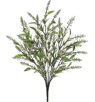 Astilbe Bush, 23&quot; - White