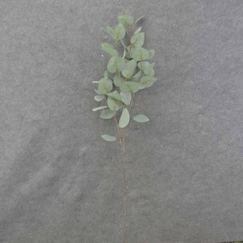 Leaf Spray, 36&quot;- Frosted Green