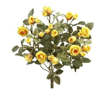 Mini Rose Bush, 12.5&quot; - Yellow