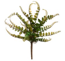 Button Fern Bush, 10"- Green