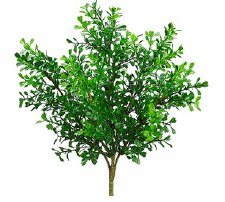 Boxwood Bush, 12"- Green