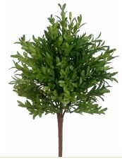 Tea Leaf Bush, 15"- Green