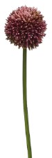 Allium Spray, 21.5"- Violet