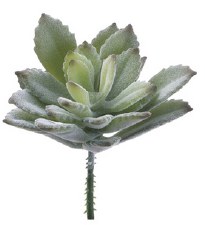 Agave Baby Pick, 3"