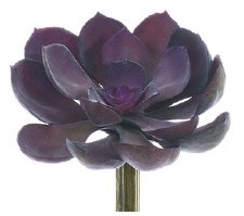 Echeveria Pick, 5"- Purple