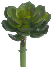Echeveria Pick, 5"- Green/Pink