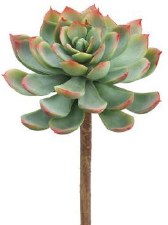 Echeveria Pick, 7"- Green/Red