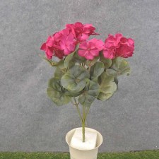 Geranium Bush, 14.5"- Beauty