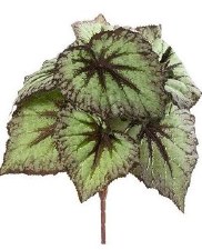 Begonia Leaf Bush, 9" - Green & Purple