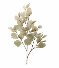 Bleached Silver Dollar Eucalyptus - 34"